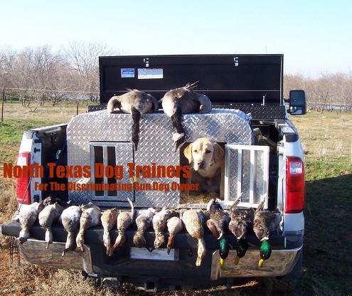 North Texas Duck Hunting|Dukes first North texas Duck Hunt