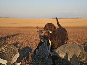 Training Session..We Train To Hunt...West Texas Goose Hunt