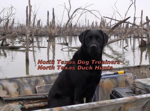 North Texas Retriever Trainers|North Texas Duck Hunting