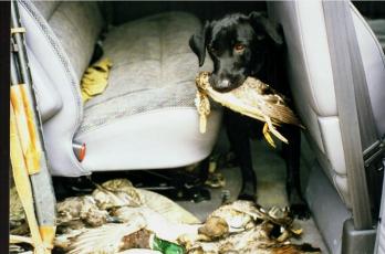  BIRDS BIRDS BIRDS...First Duck Hunt....Training..We take your pup hunting in season