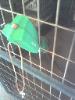 This is not the way to treat dogs